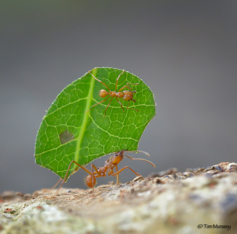 Mediae and Minim Leaf Cutter